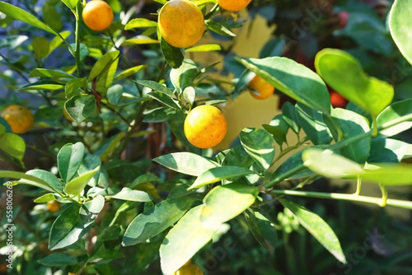Obraz orange fruit on tree