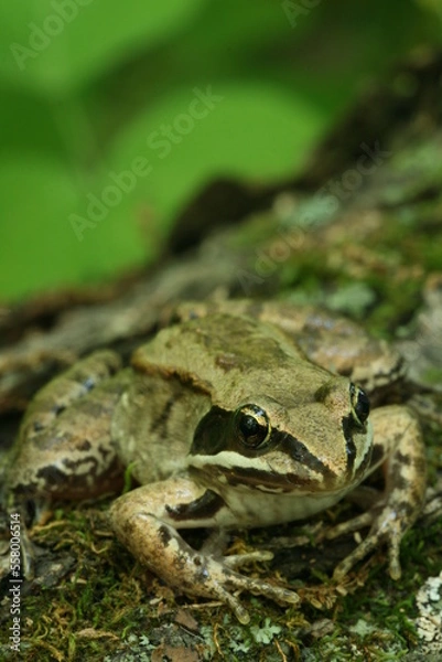 Obraz Wood frog Rana sylvatica closeup