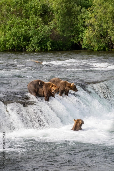 Fototapeta Bear in river