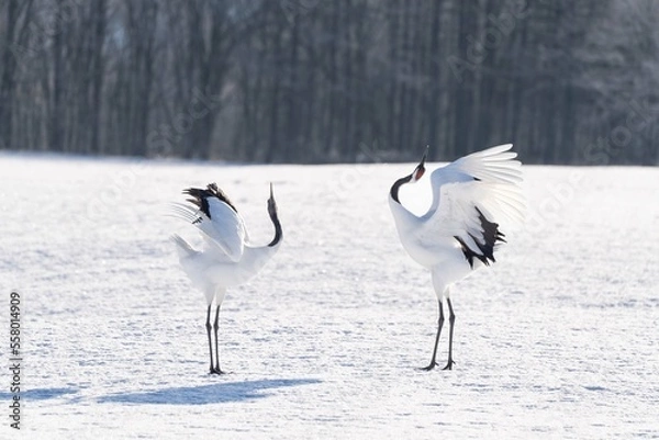 Obraz Red crowned crane