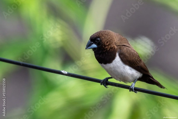 Obraz A Javan munia perching on a cable.