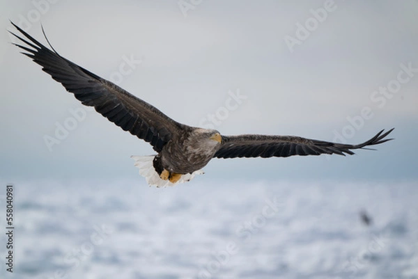 Obraz オジロワシ