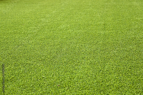 Obraz Erba Sintetica