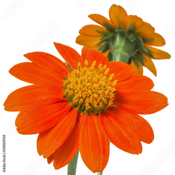 Fototapeta Bright orange wild daisy flower with stem.