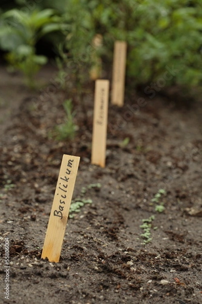 Fototapeta Basilikum