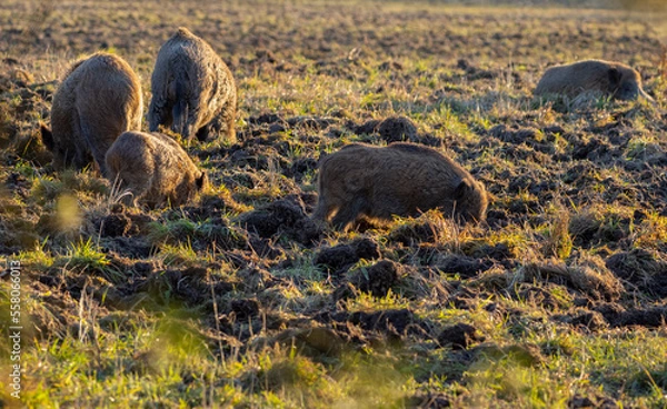 Fototapeta Wild boar (Sus scrofa), common wild or Eurasian wild pig in nature. They are digging and They are looking for food in the meadow