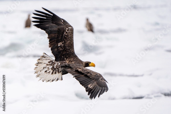 Fototapeta オジロワシ