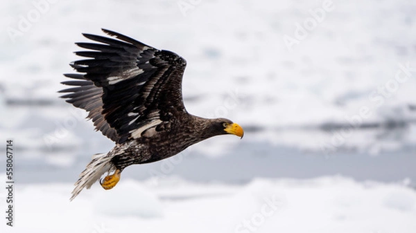 Obraz オジロワシ