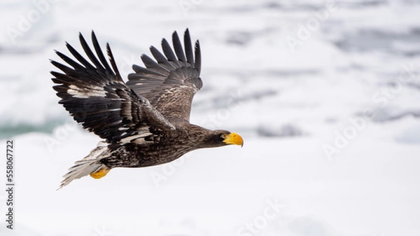 Fototapeta オジロワシ