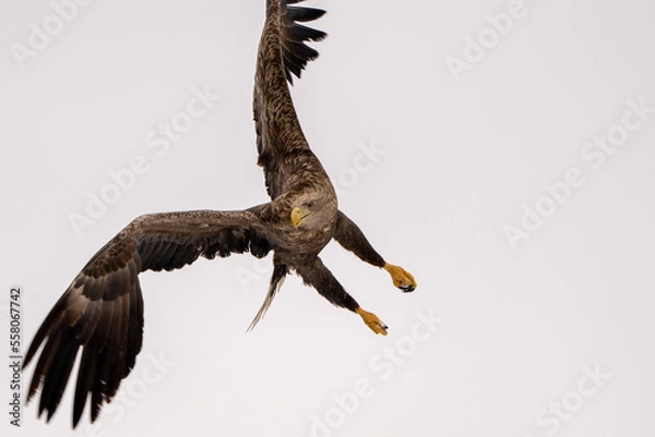 Fototapeta オジロワシ