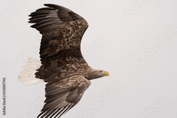 Fototapeta オジロワシ