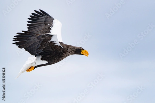 Fototapeta オオワシ