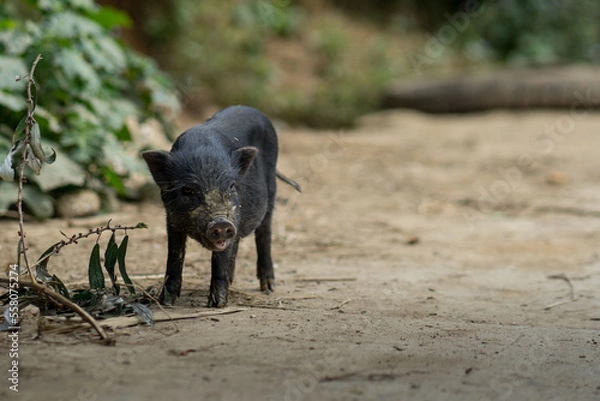 Obraz Piglet roaming free