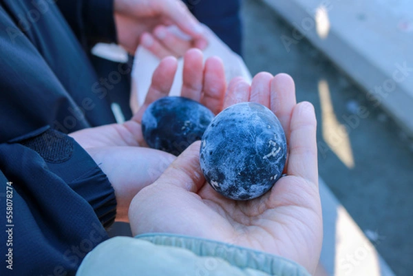 Fototapeta 大涌谷の黒玉子