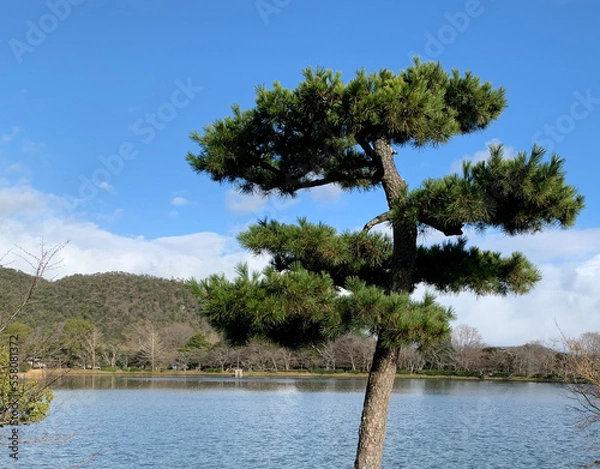 Obraz 湖岸に生えた松と青空