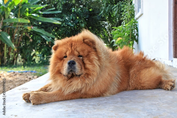 Fototapeta Chow Chow puppy lying on the cement floor The background is a green forest.