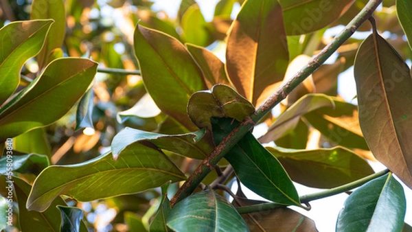 Fototapeta Low angle view of magnolia tree leaves in winter. Magnolia grandiflora. Leaves lightened by the sun.