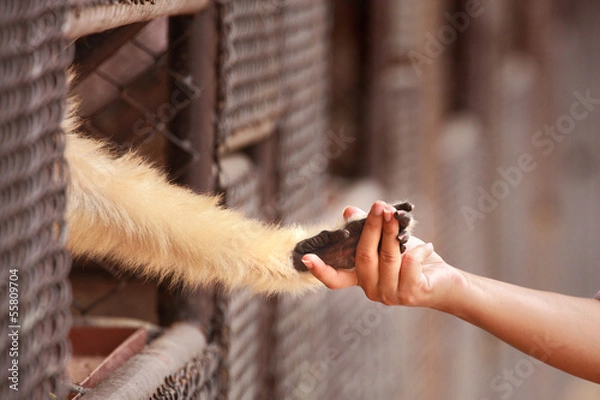 Fototapeta touch hand together