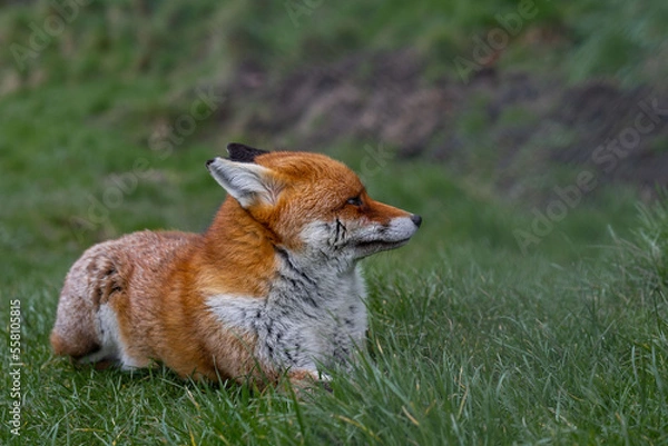 Obraz Red Fox in the wild