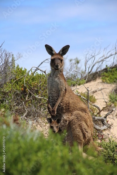 Obraz kangaroo and baby