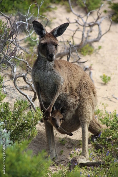Obraz kangaroo and baby