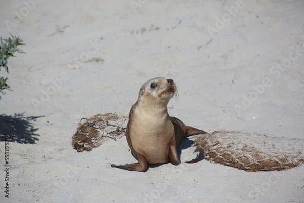 Obraz sea lion on the beach