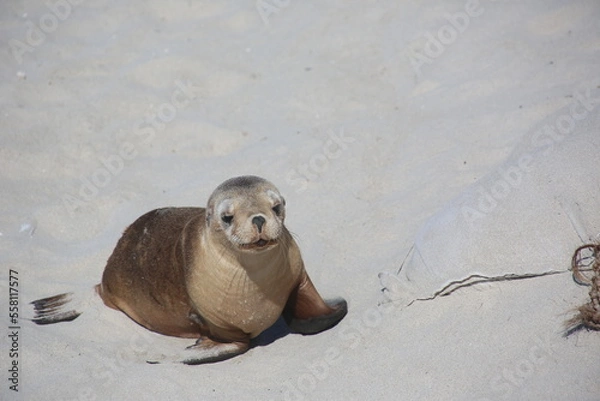 Obraz sea lion on the beach