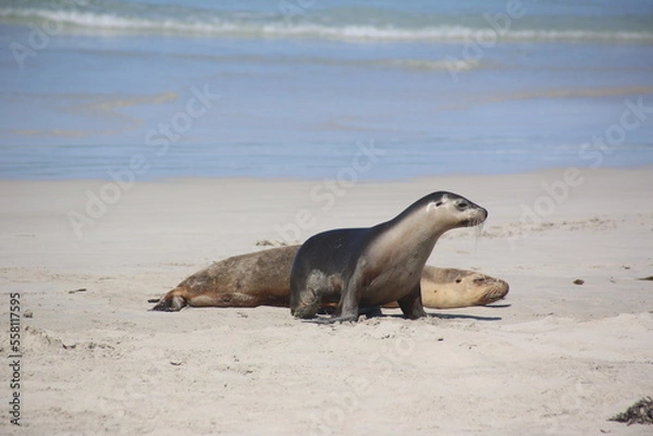 Obraz sea lion on the beach