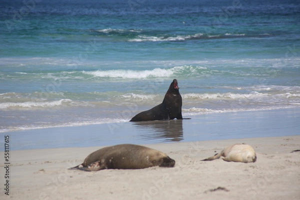 Obraz seal on the beach