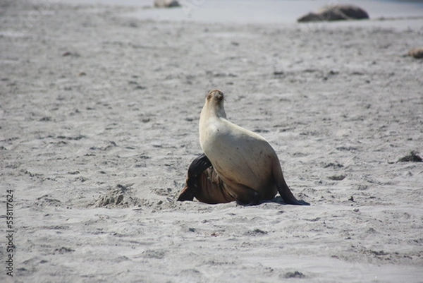 Obraz seal on the beach