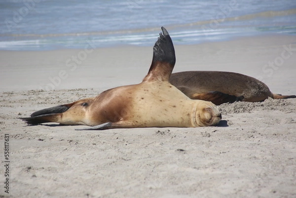 Obraz sea lion on the beach
