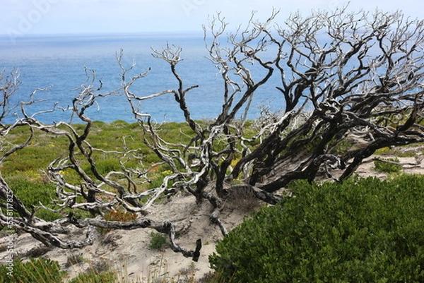Obraz tree on the shore