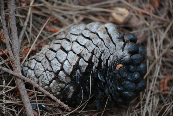 Obraz cones on the ground