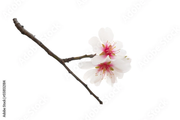 Fototapeta Almond tree white pink flowers with branches in PNG isolated on transparent background