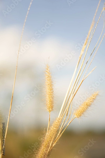 Obraz golden wheat field