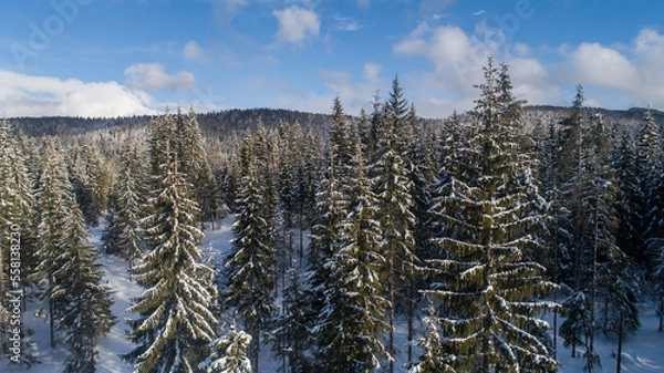 Fototapeta pine treees covered with snow
