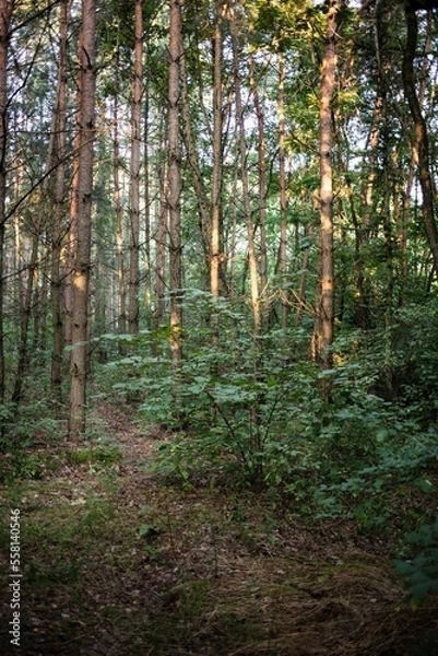 Fototapeta trees in the forest