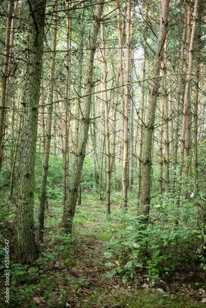 Fototapeta Polish forest