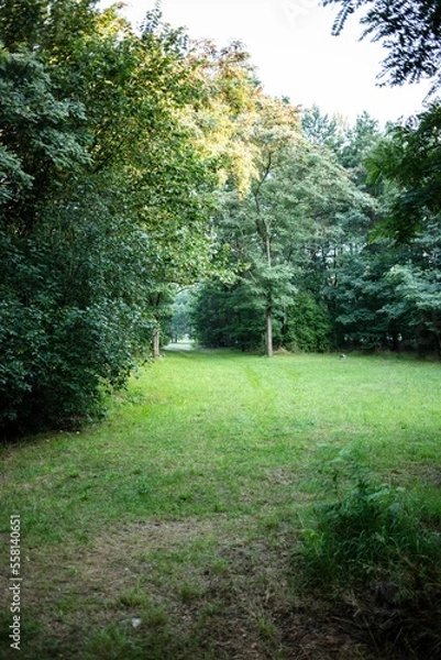 Fototapeta Polish forrest