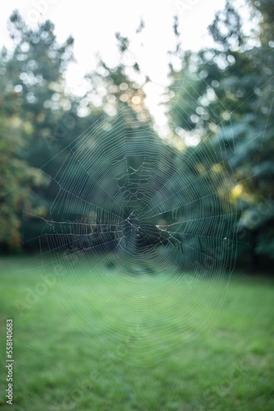 Fototapeta Spiderweb