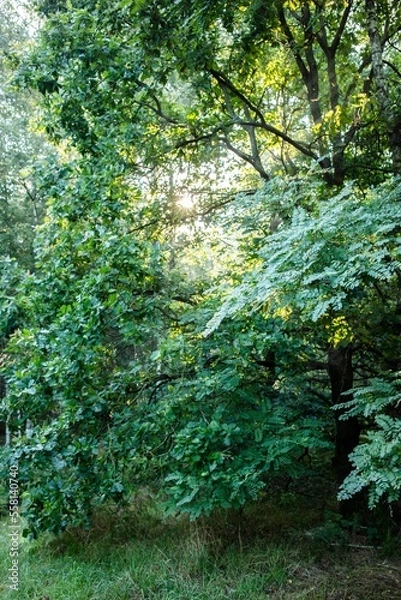 Fototapeta Polish forrest