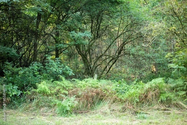 Fototapeta Polish forrest