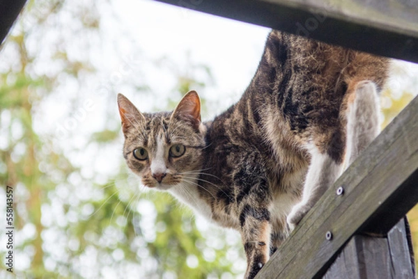 Fototapeta Black beige and white cat standing high on trellis, looking into the camera