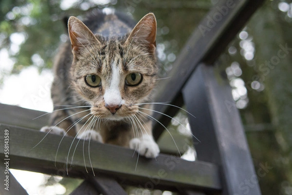 Obraz Black beige and white cat standing high on trellis, looking into the camera