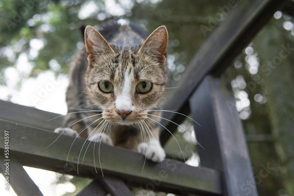 Fototapeta Black beige and white cat standing high on trellis, looking into the camera