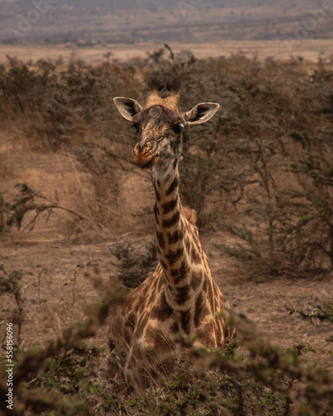 Fototapeta Portrait of a giraffe behind a tree camouflaged in the landscape of the African savannah in the Serengetti, Tanzania during a safari.