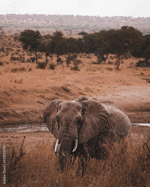 Fototapeta Portrait of an African elephant in the middle of the savannah during a safari in the Tarangire National Park, Tanzania.