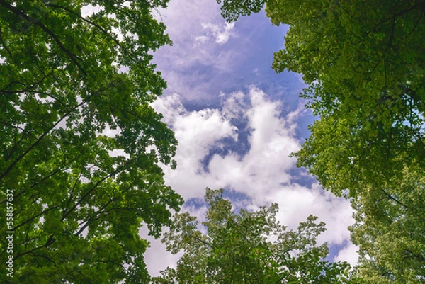 Fototapeta bottom view of high blue sky with white clouds through tree branches