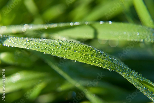 Fototapeta macro photography of water drops on grass