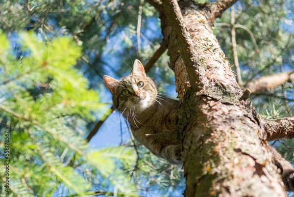 Fototapeta Grey tabby cat standing high on a pine tree, looking down into the camera